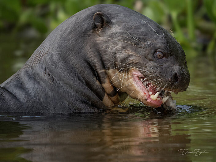 Reuzenotter - Giant otter eating a fish