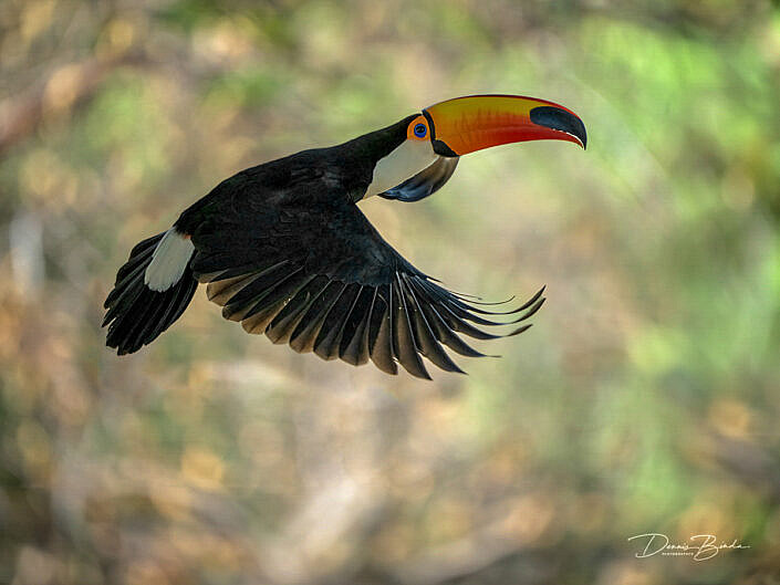 Reuzentoekan - Toco toucan flying through the forest