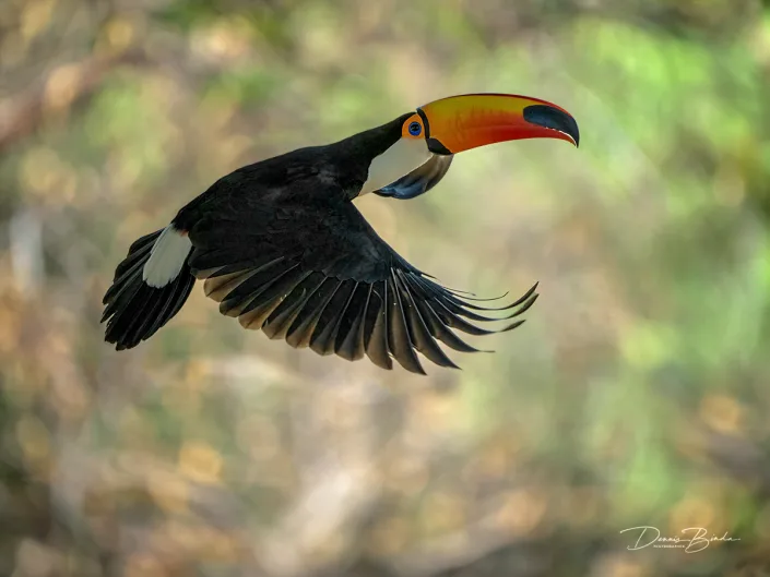 Reuzentoekan - Toco toucan flying through the forest