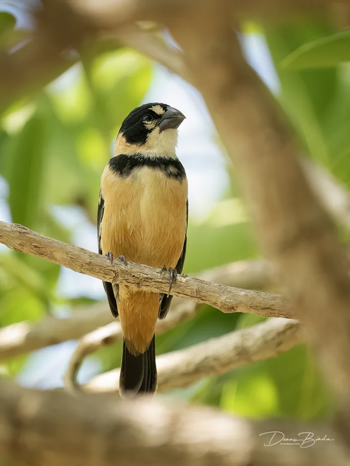 Roestnekdikbekje - Rusty-collared seedeater - Sporophila collaris