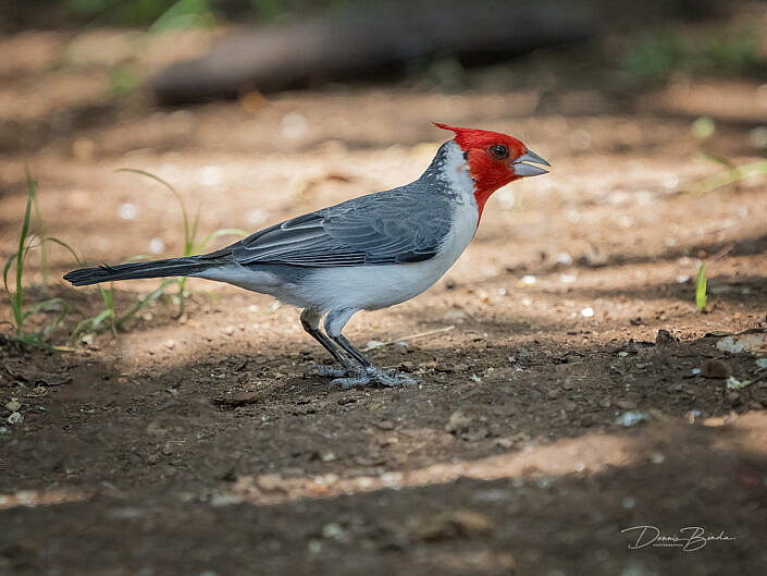 Roodkuifkardinaal - Red-crested cardinal on the ground