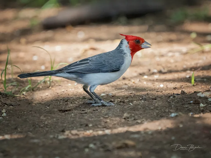 Roodkuifkardinaal - Red-crested cardinal on the ground