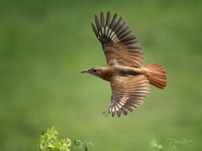 Rosse ovenvogel - Rufous hornero in flight