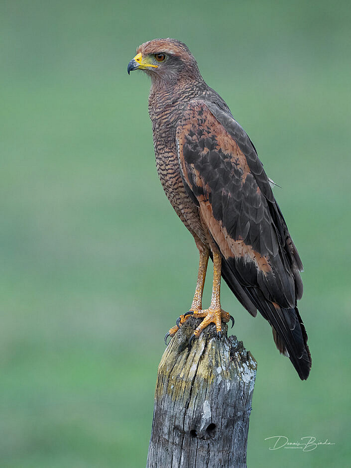 Savannebuizerd - Savanna hawk resting on a stomp