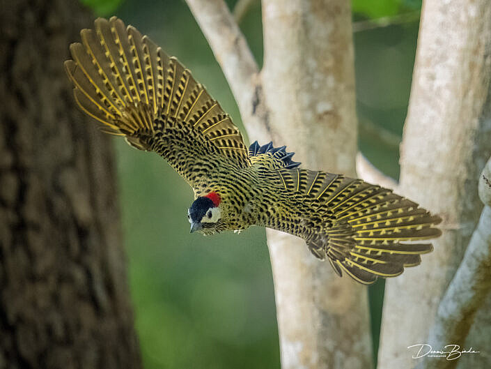 Vlekborstgrondspecht - Spot-breasted woodpecker with open wings