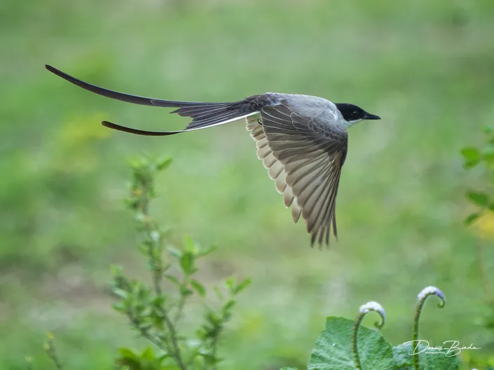 Vorkstaartkoningstiran - Fork-tailed Flycatcher in flight