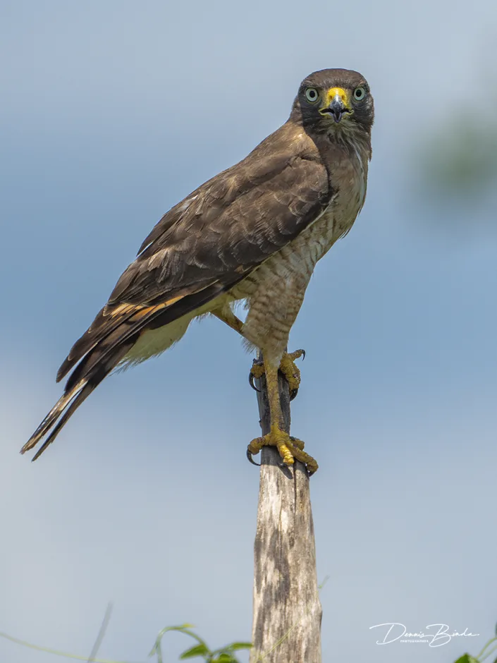 A Wegbuizerd - Roadside hawk on a branch