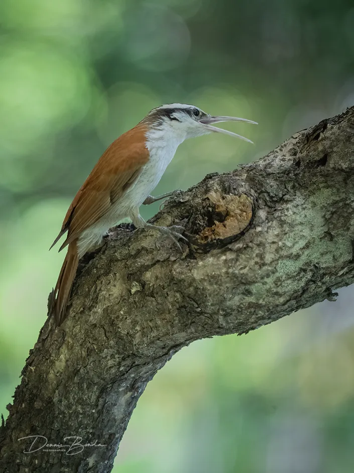 Wenkbrauwmuisspecht - Narrow-billed Woodcreeper - Lepidocolaptes angustirostri