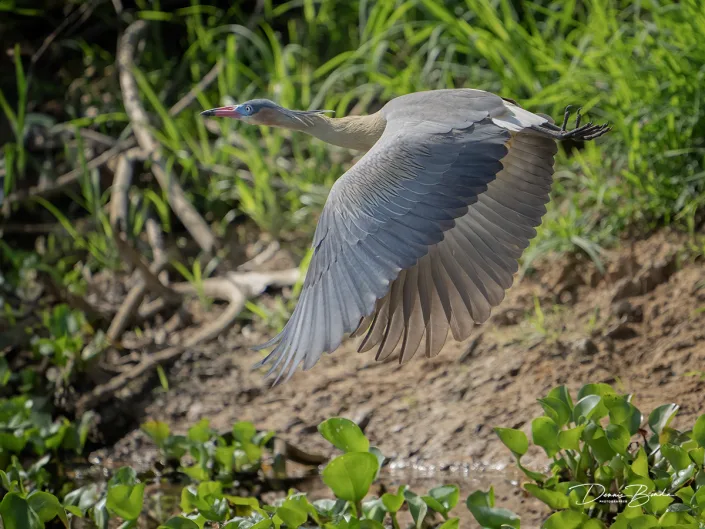 Syrigma sibilatrix - Fluitreiger - Whistling heron flying away
