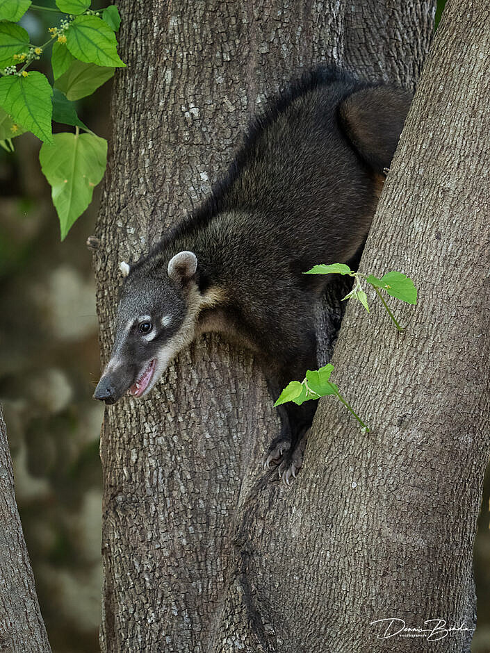 Neusbeer - Nasua in a tree