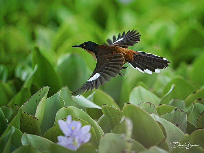 Zwartkopdonacobius - Black-capped Donacobius flying over water hyacint