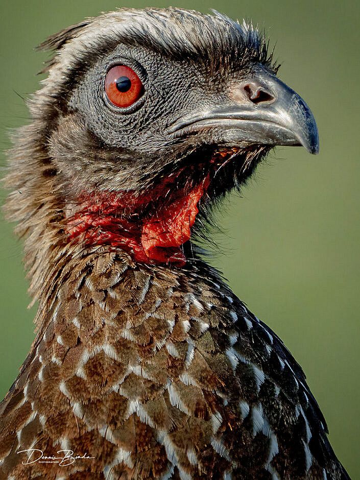 portrait of a Witbrauwsjakohoen - White-browed guan