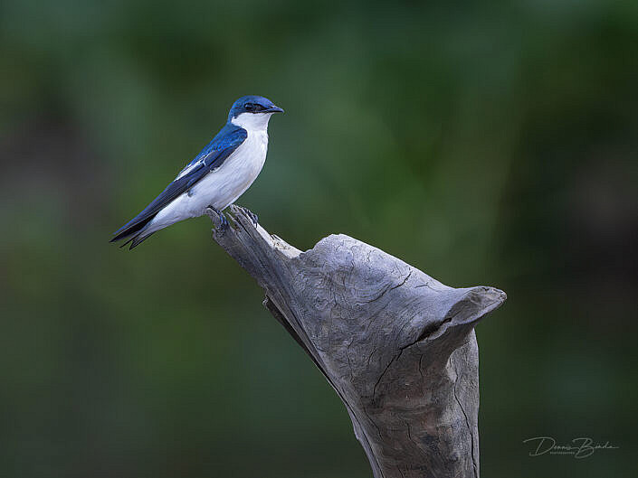 Witbuikzwaluw - White-winged swallow resting on a stomp