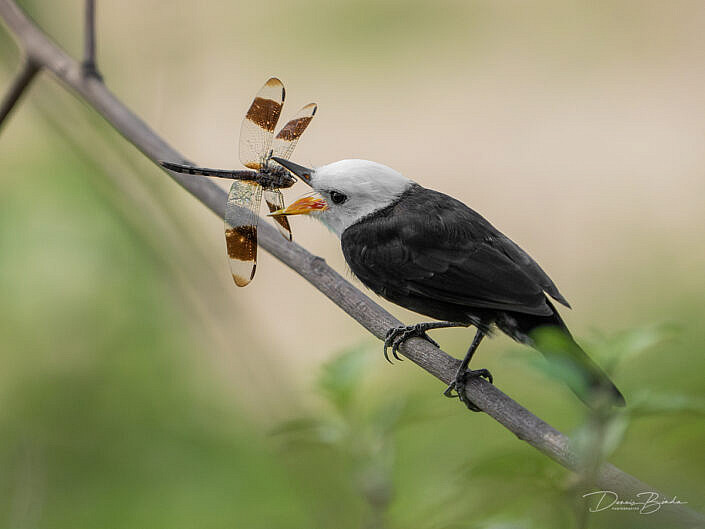 Witkopwatertiran - White-headed Marsh Tyrant with dragonfly