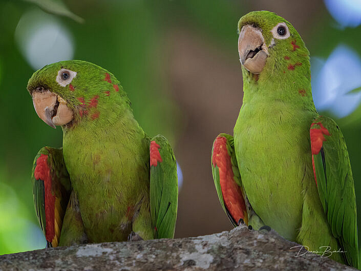 Witoogaratinga - White-eyed parakeet sitting together