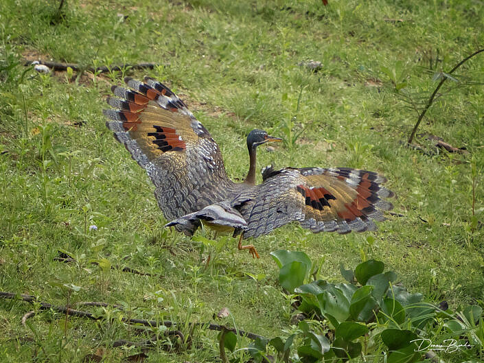 Zonneral - Sunbittern landing on gras