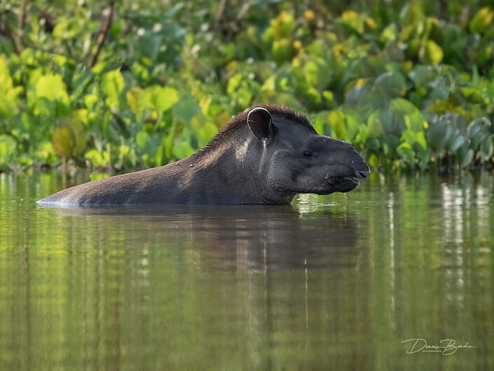 Zuid-Amerikaanse tapir in the water