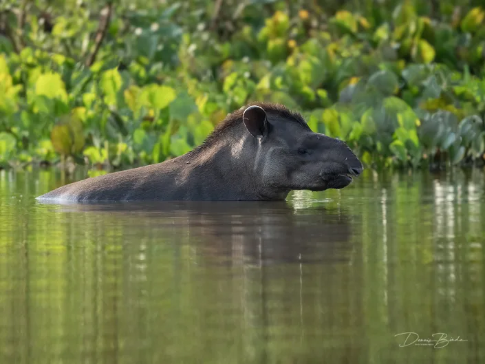 Zuid-Amerikaanse tapir in the water