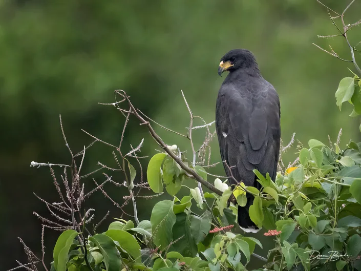 Zwarte arendbuizerd - Great black hawk - Buteogallus urubitinga