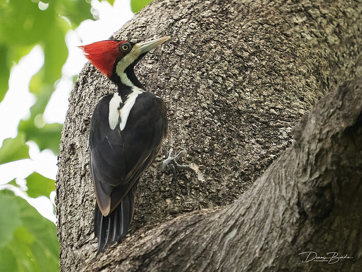 Zwartkeelspecht (female) - Crimson-crested woodpecker in a tree