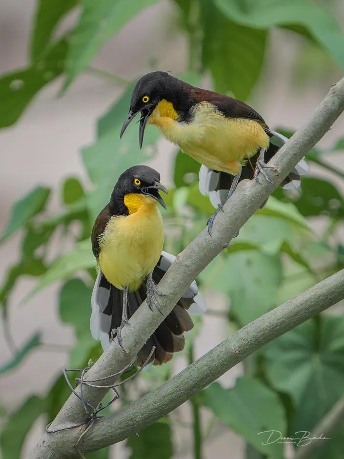 A pair of Zwartkopdonacobius - Black-capped Donacobius