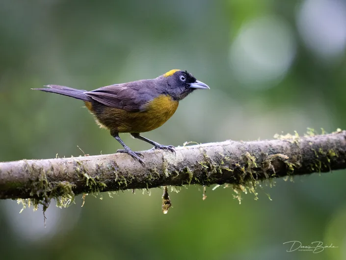 Dusky-faced Tanager - Roetmaskertangare - Mitrospingus cassinii on a branch
