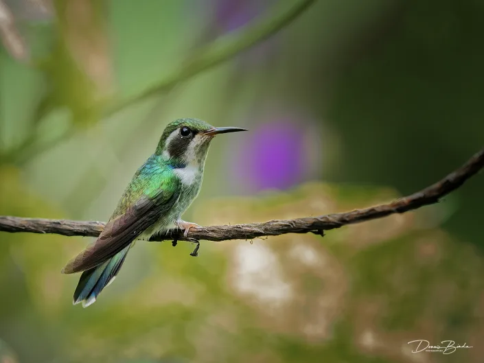 Geoffroy's daggerbill - Witstreepwigsnavel - Schistes geoffroyi on a branch