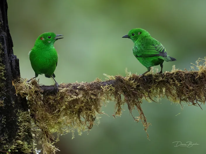 Glistening-green tanagers - Zilvergroene tangaren - Tangara Verde together