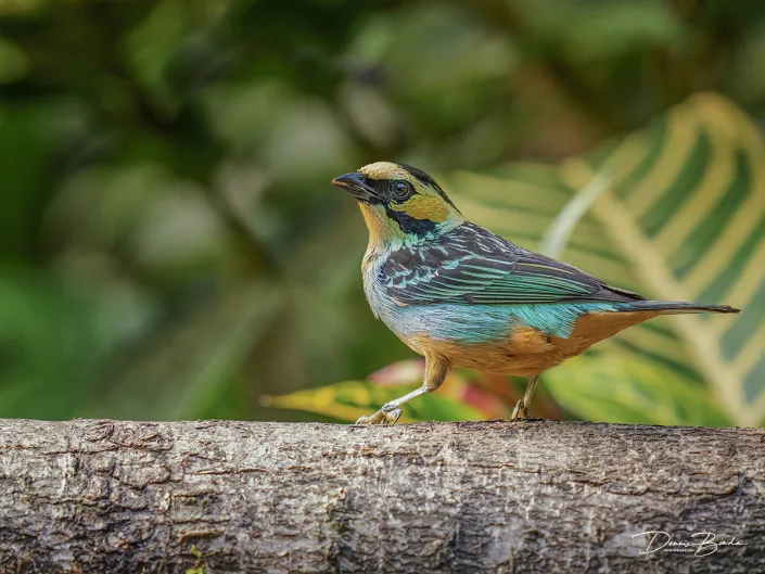 Golden-eared tanager - Goudoortangare - Tangara chrysotis sitting on a branch