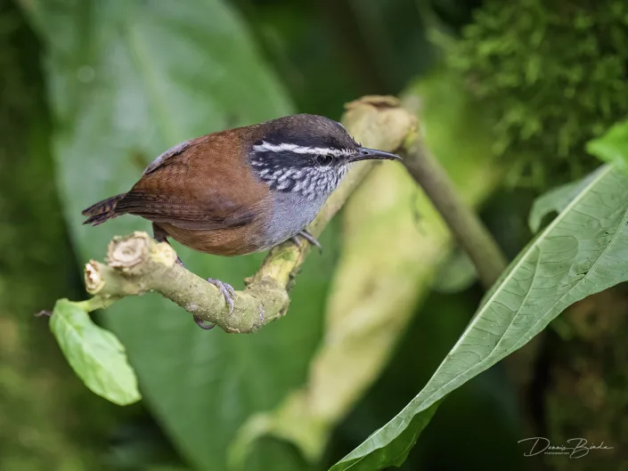 Gray-breasted Wood-Wren - Grijze boswinterkoning - Henicorhina leucophrys on a branch