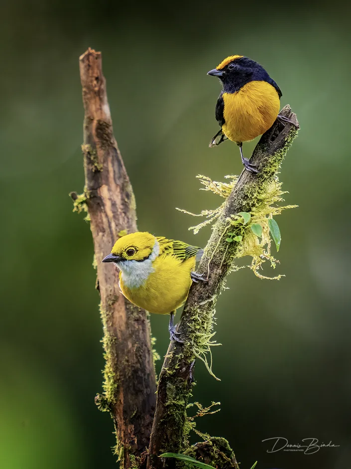 Silver-throated tanager and Orange-bellied Euphonia together