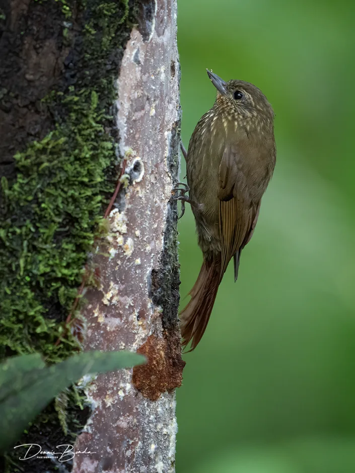 Wigsnavelmuisspecht - Wedge-billed Woodcreeper - Trepatroncos Picocuña