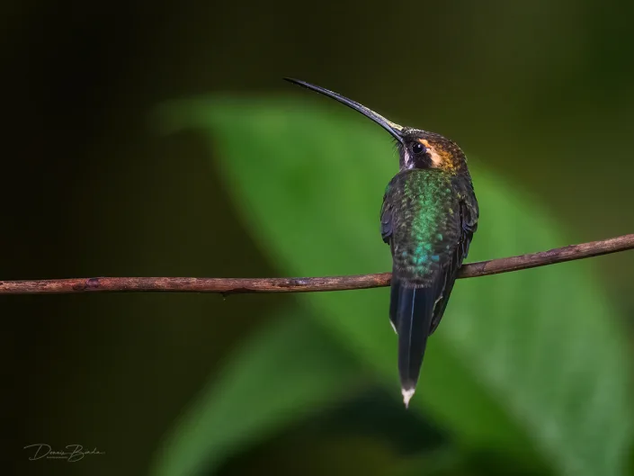 Witsnorheremietkolibrie - White-whiskered Hermit - Phaethornis yaruqui